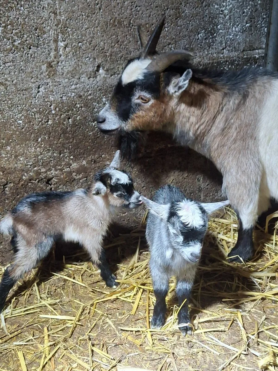 Pygmy  goat - Image 3