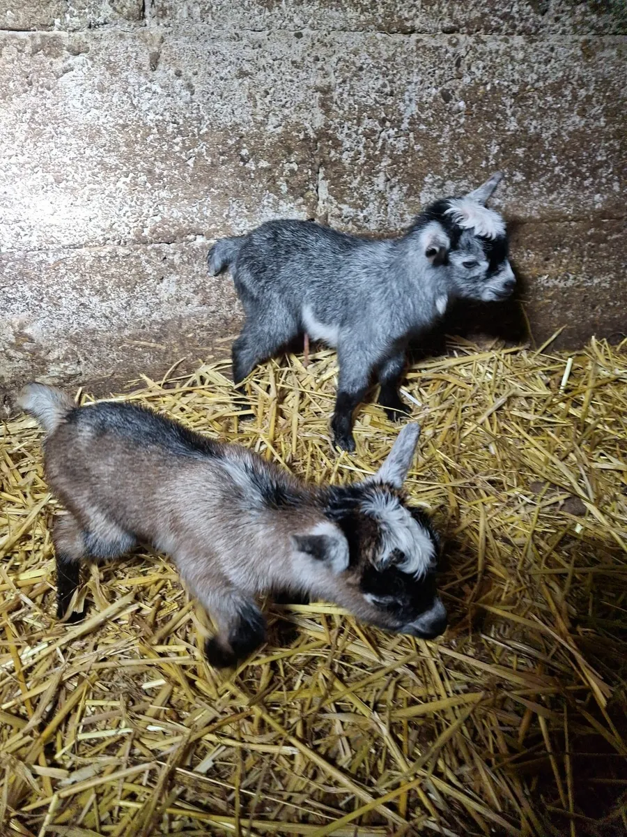 Pygmy  goat - Image 4