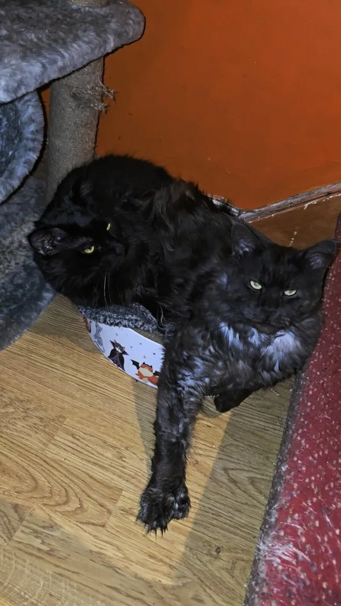 Big beautiful black panther polydactyl maine coon - Image 2