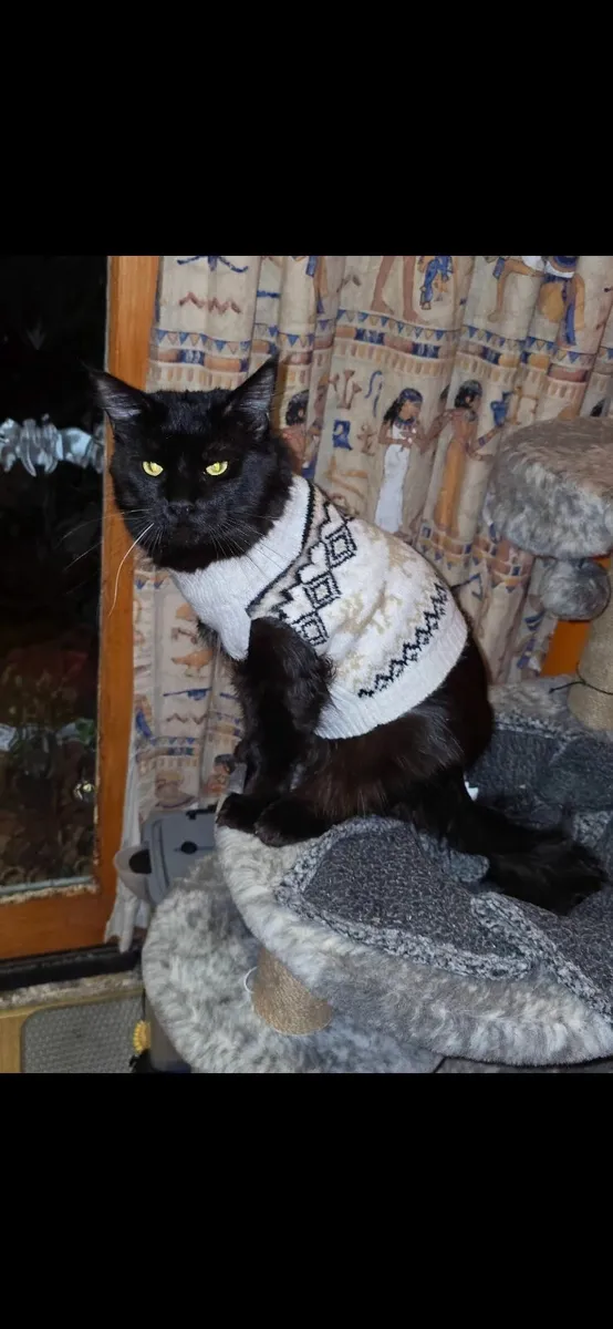 Big beautiful black panther polydactyl maine coon - Image 1