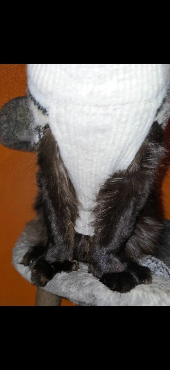 Big beautiful black panther polydactyl maine coon - Image 3