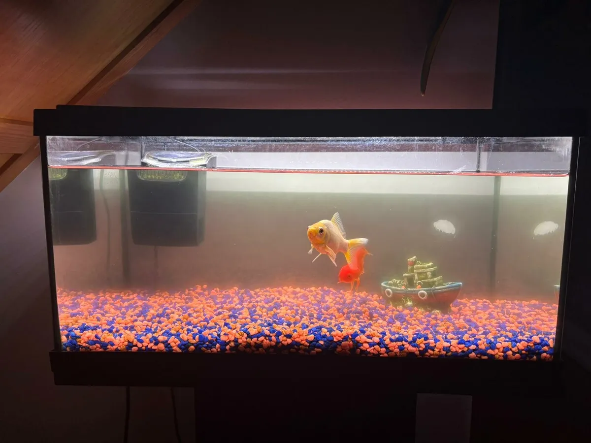 FISH TANK and All accessories FOR SALE - Image 2