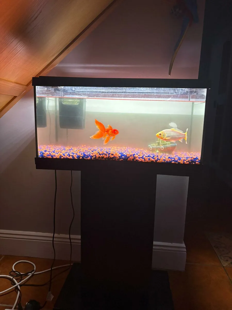 FISH TANK and All accessories FOR SALE - Image 3