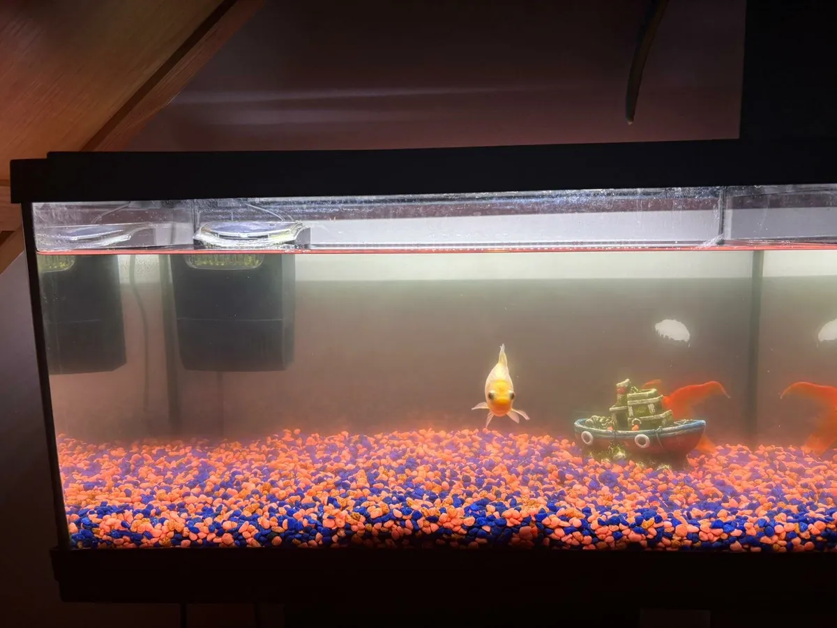 FISH TANK and All accessories FOR SALE - Image 4