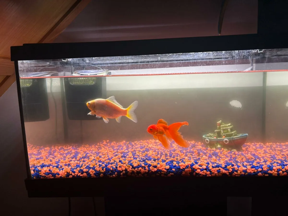 FISH TANK and All accessories FOR SALE - Image 1