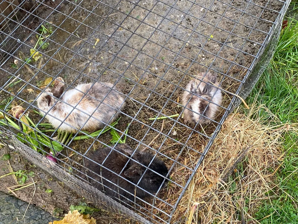 Rabbits for sale “” Only Two Left” - Image 2