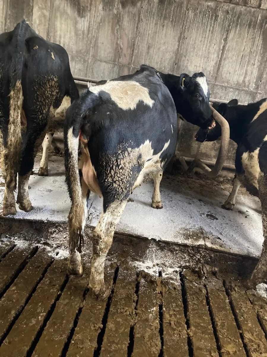 Heifer on point of calving - Image 1