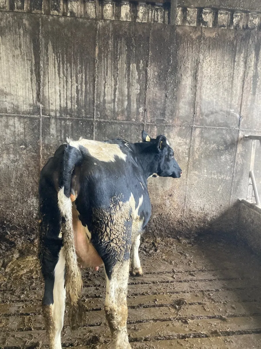 Heifer on point of calving - Image 3