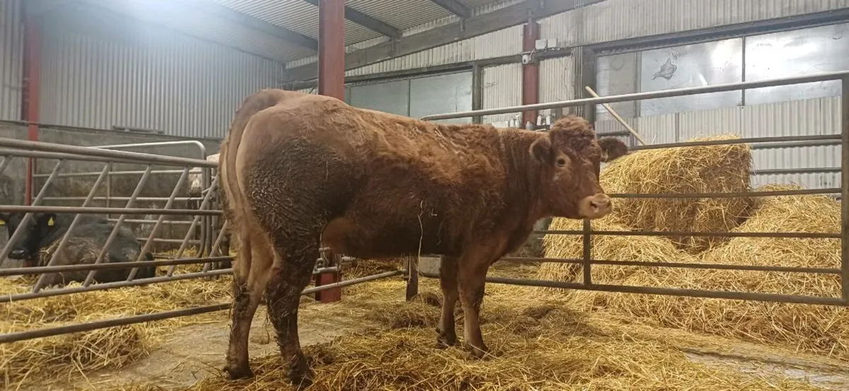 ⭐️ 5 Star Pedigree In Calf Limo Heifer ⭐️ - Image 2