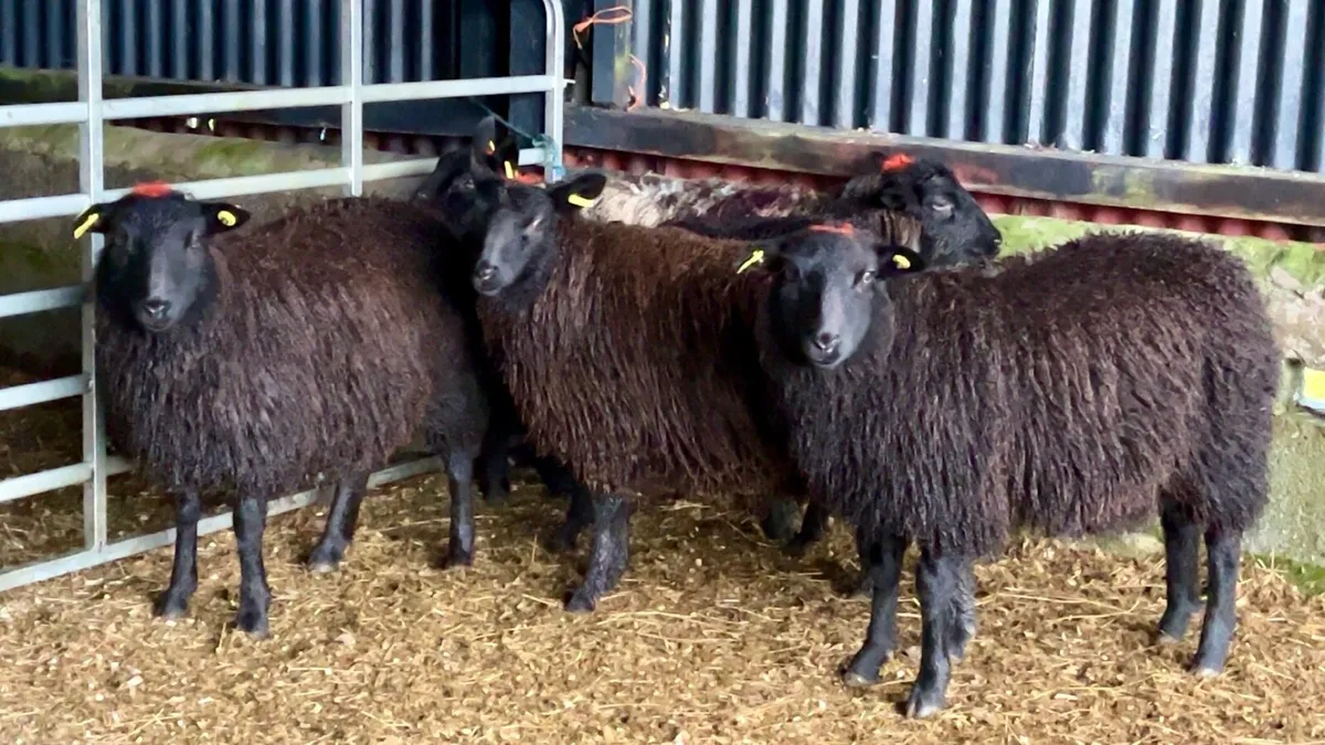 Black Ewe Lambs - Image 1