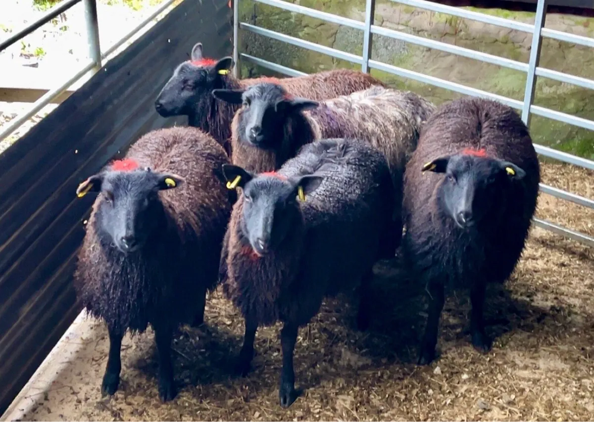 Black Ewe Lambs - Image 2