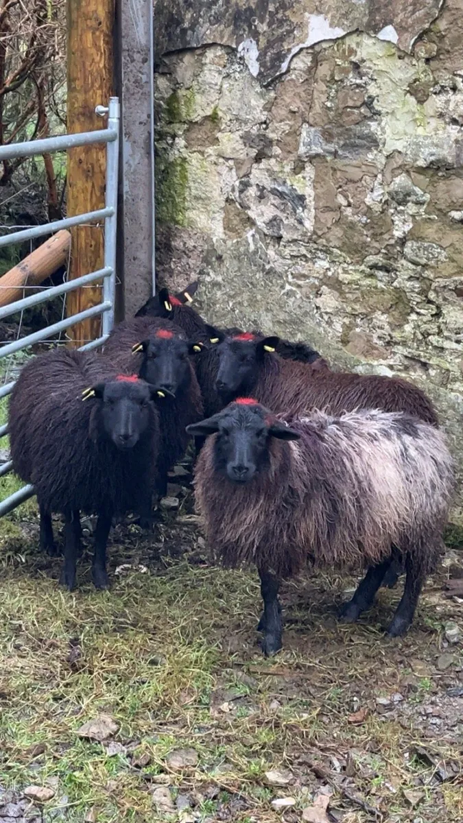 Black Ewe Lambs - Image 3
