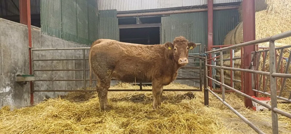 ⭐️ 5 Star Pedigree In Calf Limo Heifer ⭐️ - Image 4