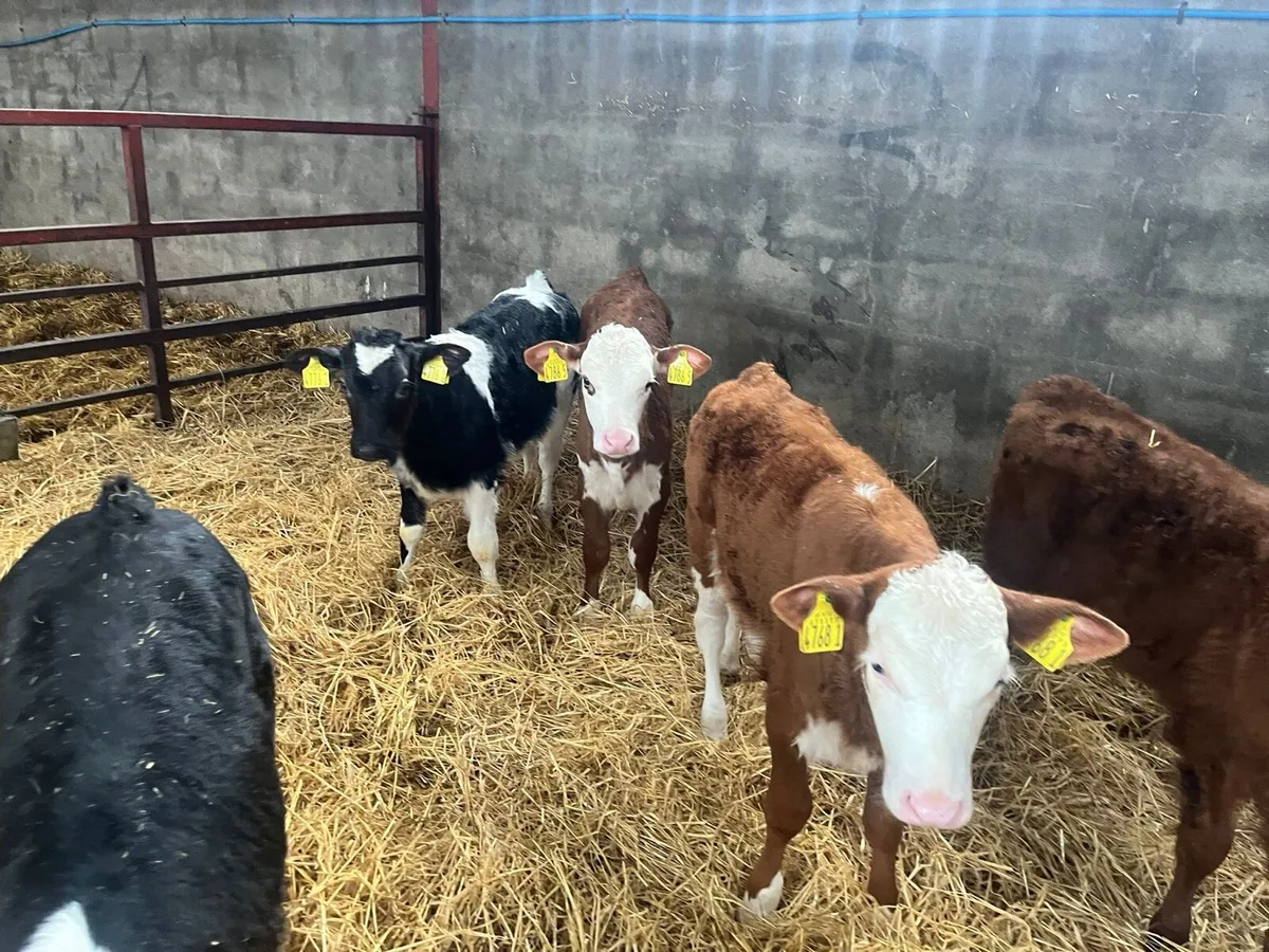 50 AA & Herford calves 4 to 10 wks - Image 1