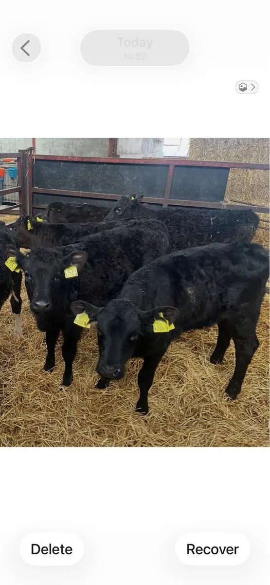 50 AA & Herford calves 4 to 10 wks - Image 2