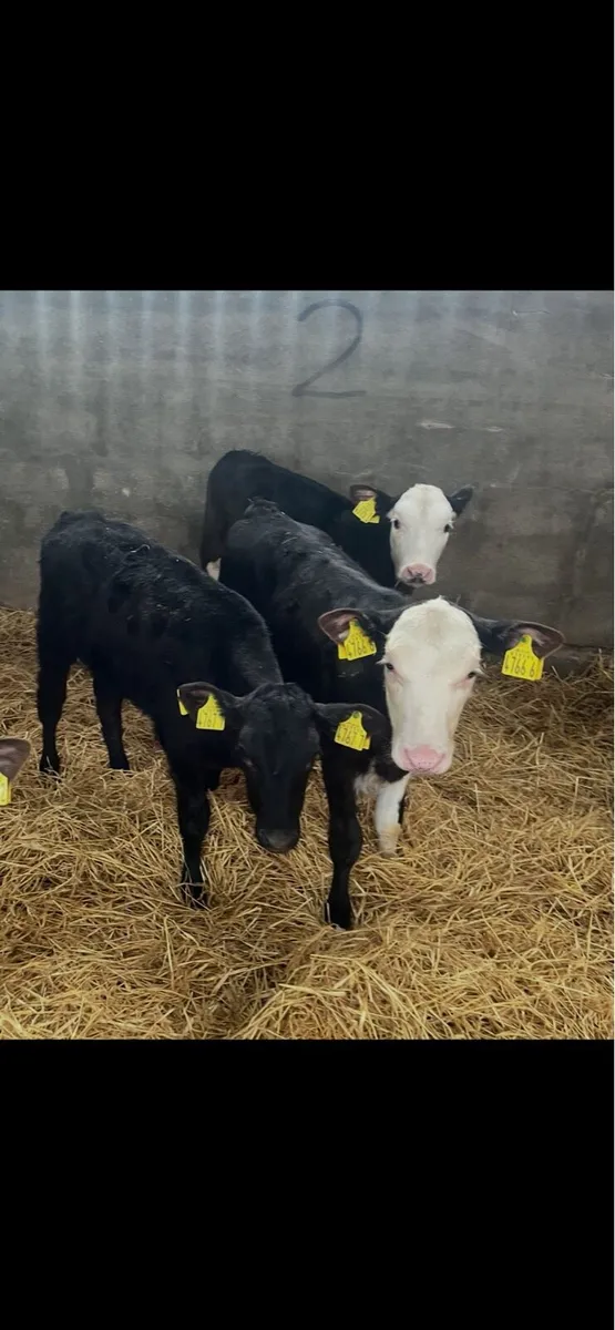 50 AA & Herford calves 4 to 10 wks - Image 3