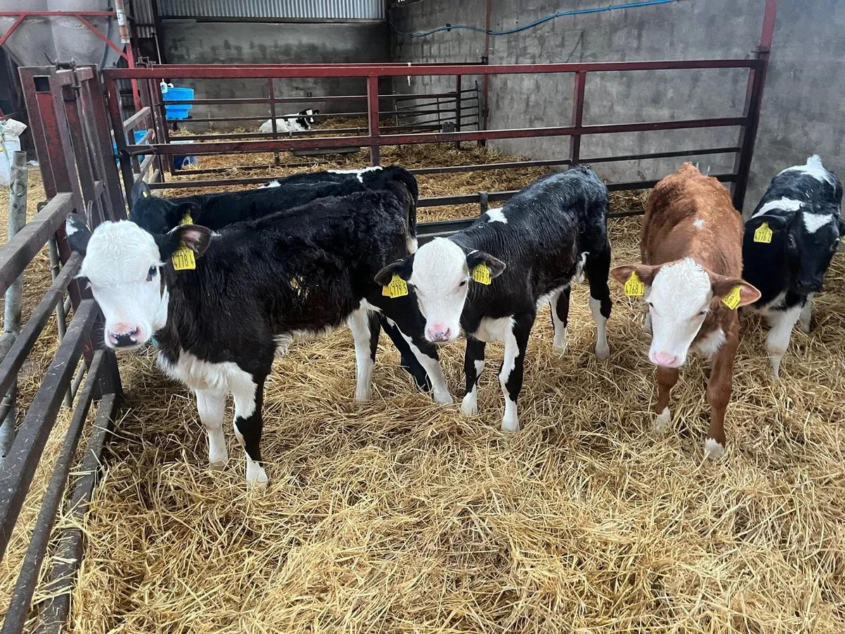 50 AA & Herford calves 4 to 10 wks - Image 4