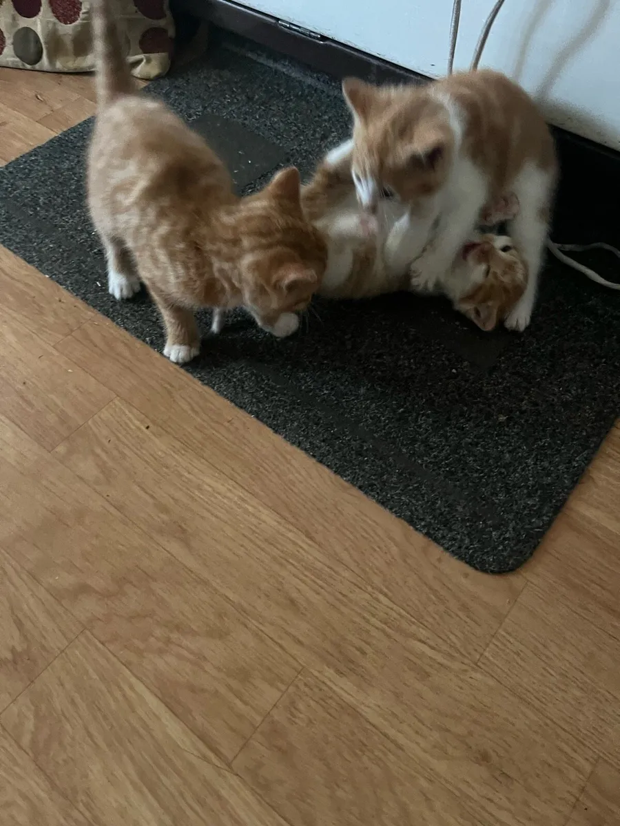 Beautiful kittens - Image 2