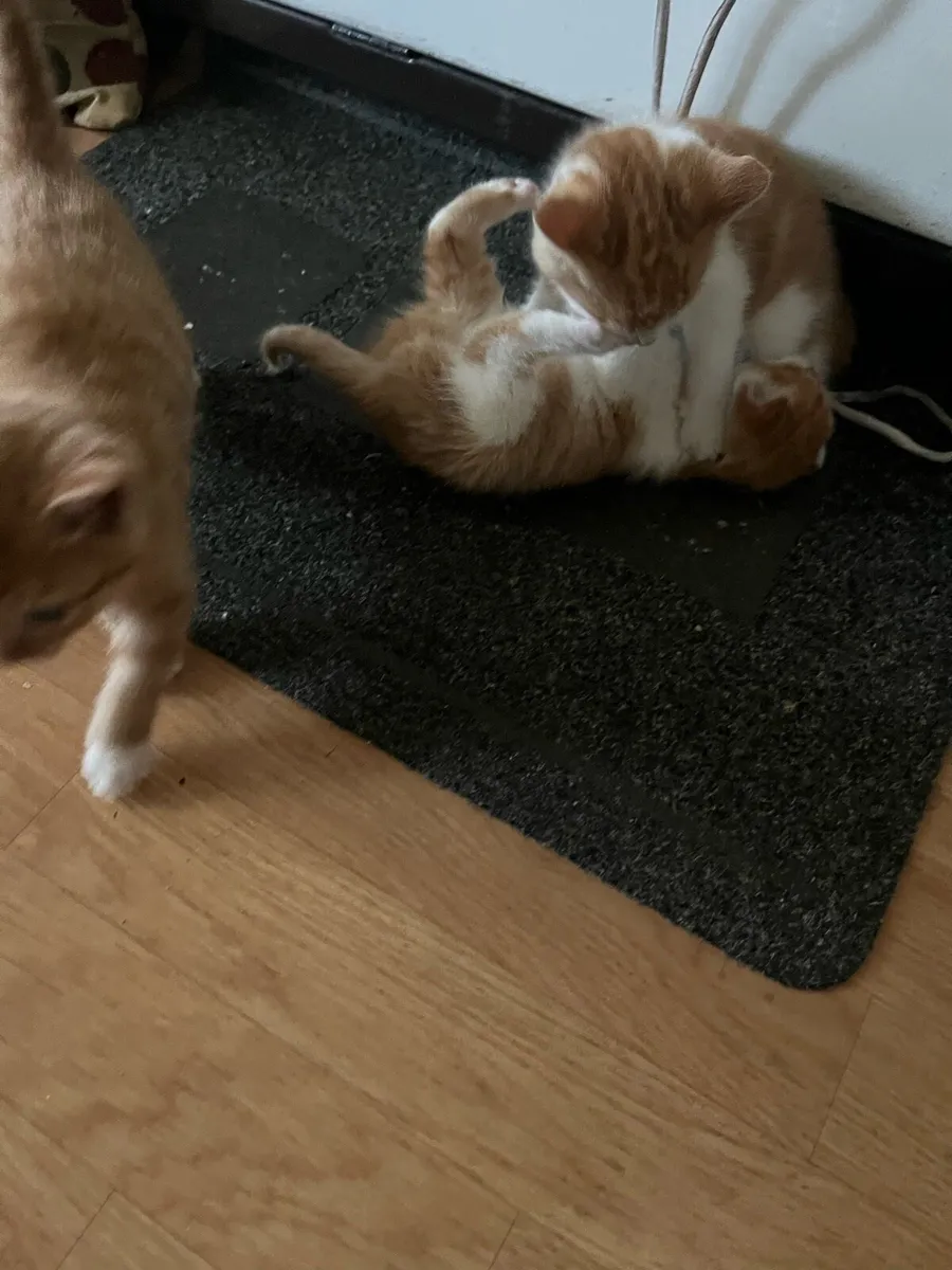 Beautiful kittens - Image 3