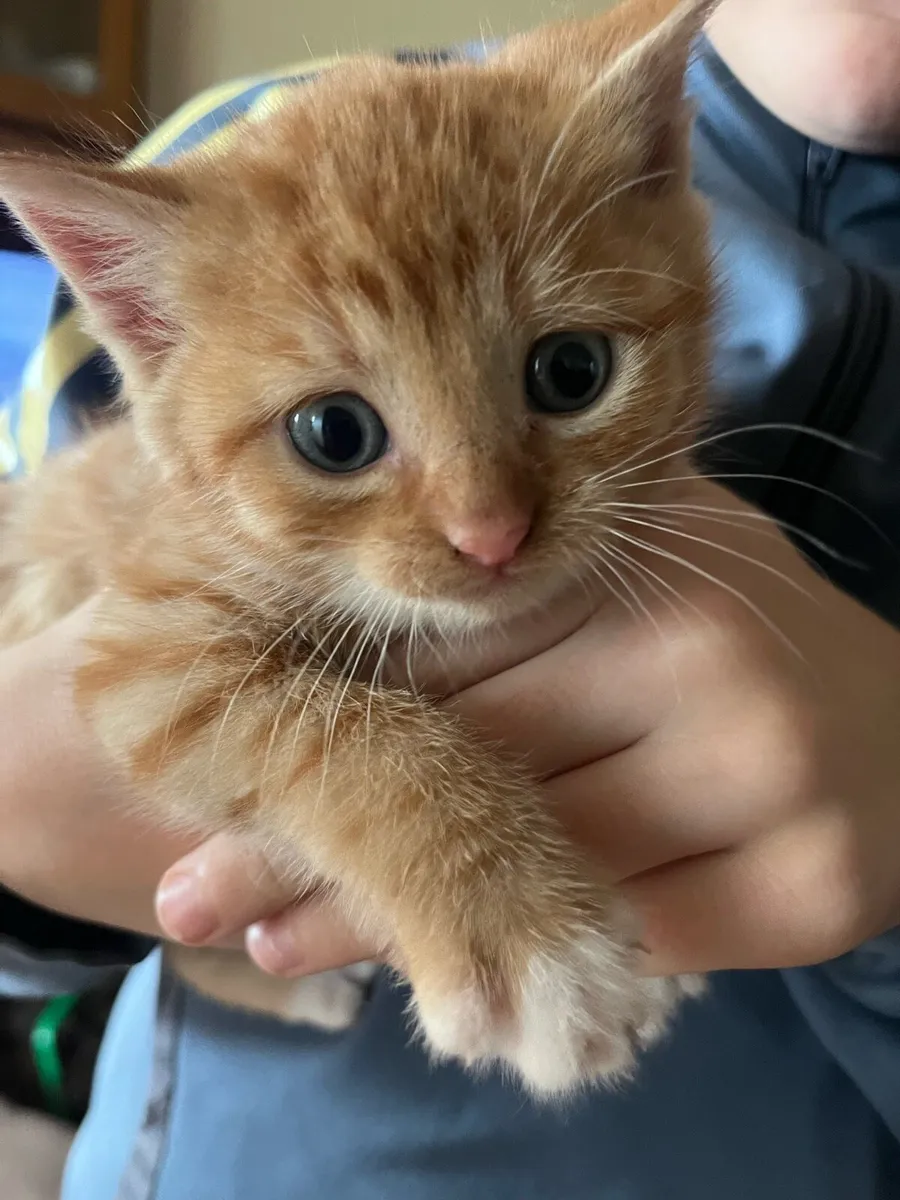 Beautiful kittens - Image 4