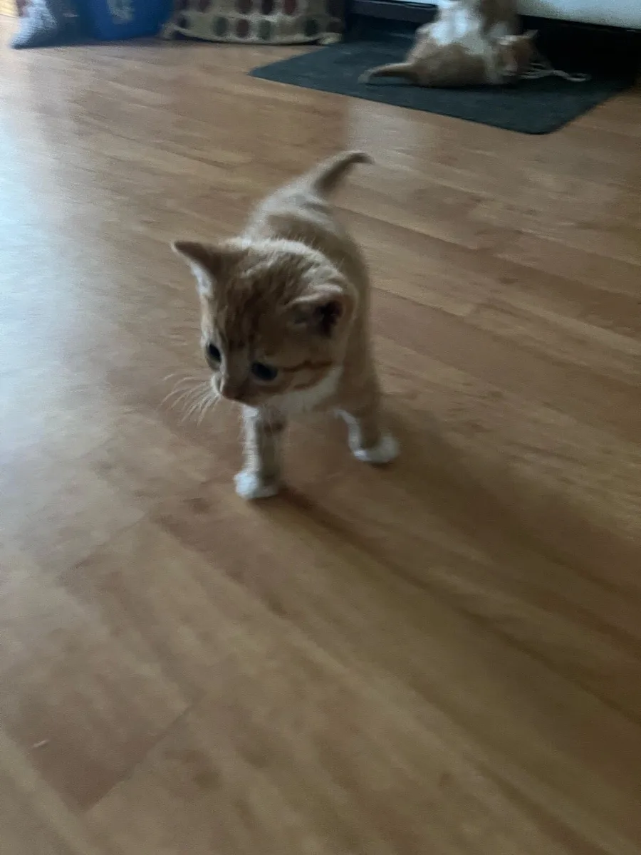 Beautiful kittens - Image 1