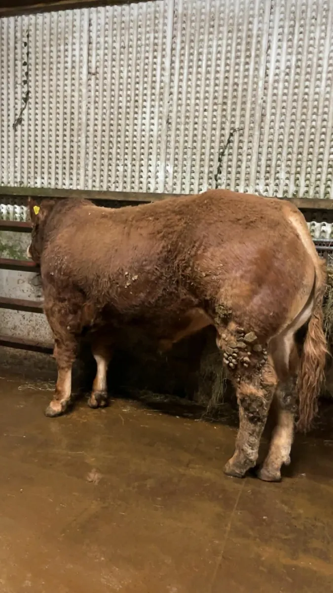 Outstanding Limousin Bull - Image 1