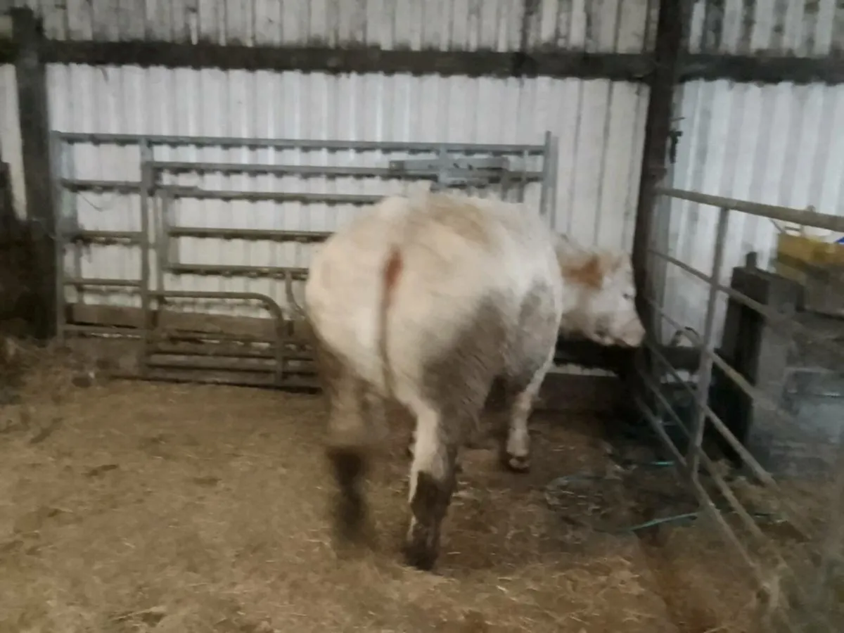 Two top quality purebred registered in calf heifer - Image 1