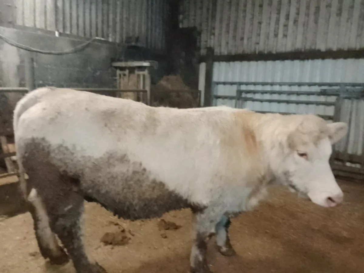 Two top quality purebred registered in calf heifer - Image 2