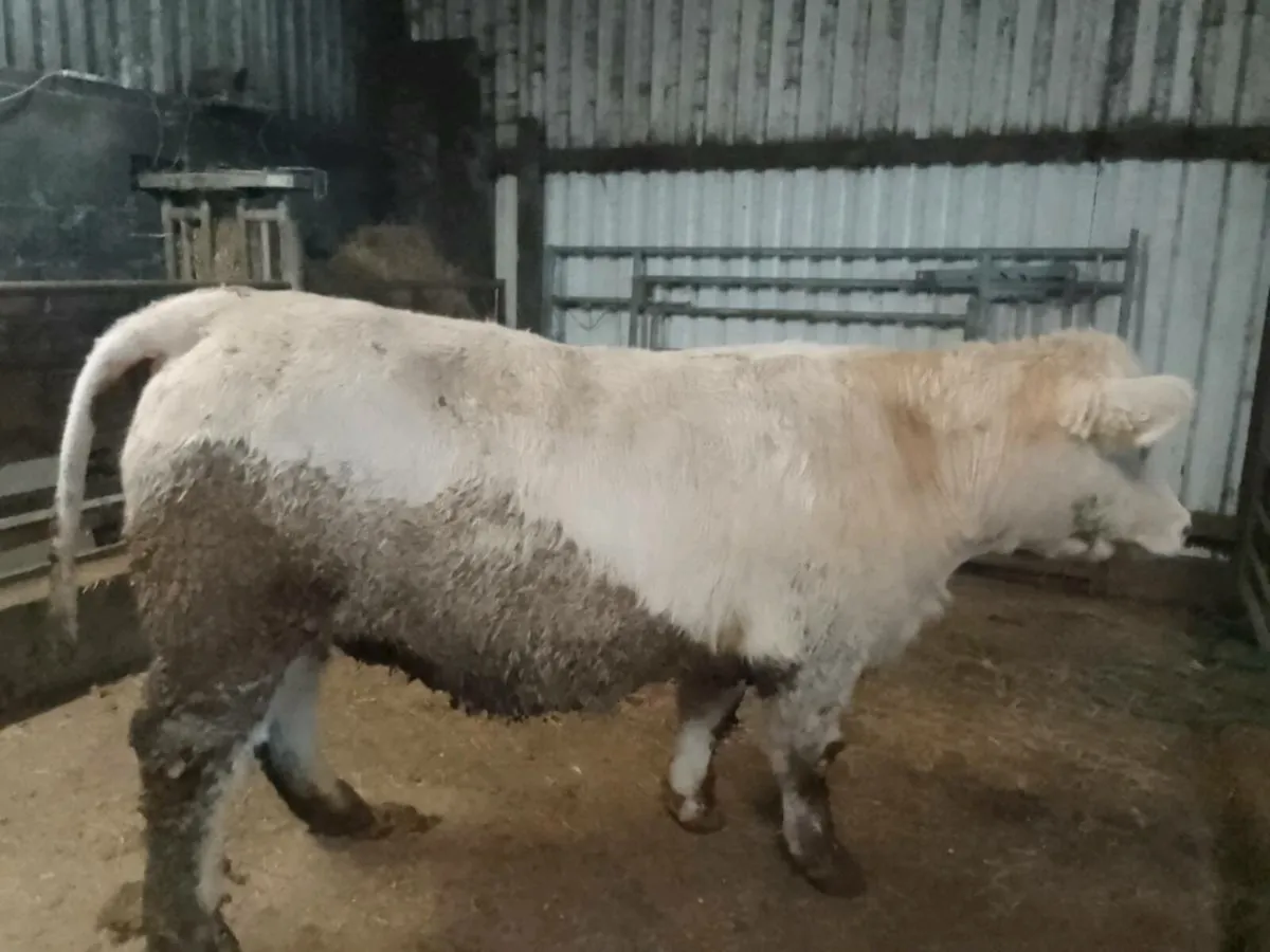 Two top quality purebred registered in calf heifer - Image 3