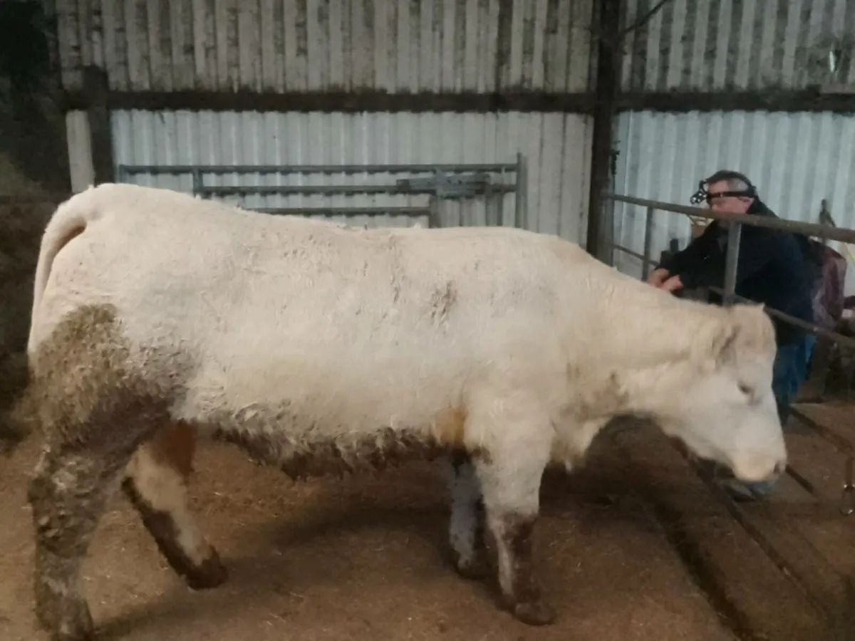 Two top quality purebred registered in calf heifer - Image 4