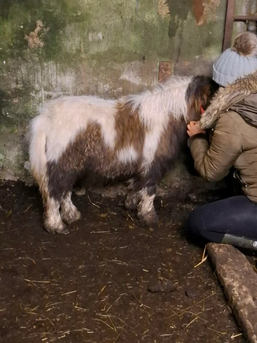 Minature filly - Image 1