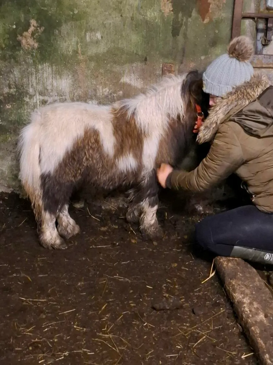Minature filly - Image 2