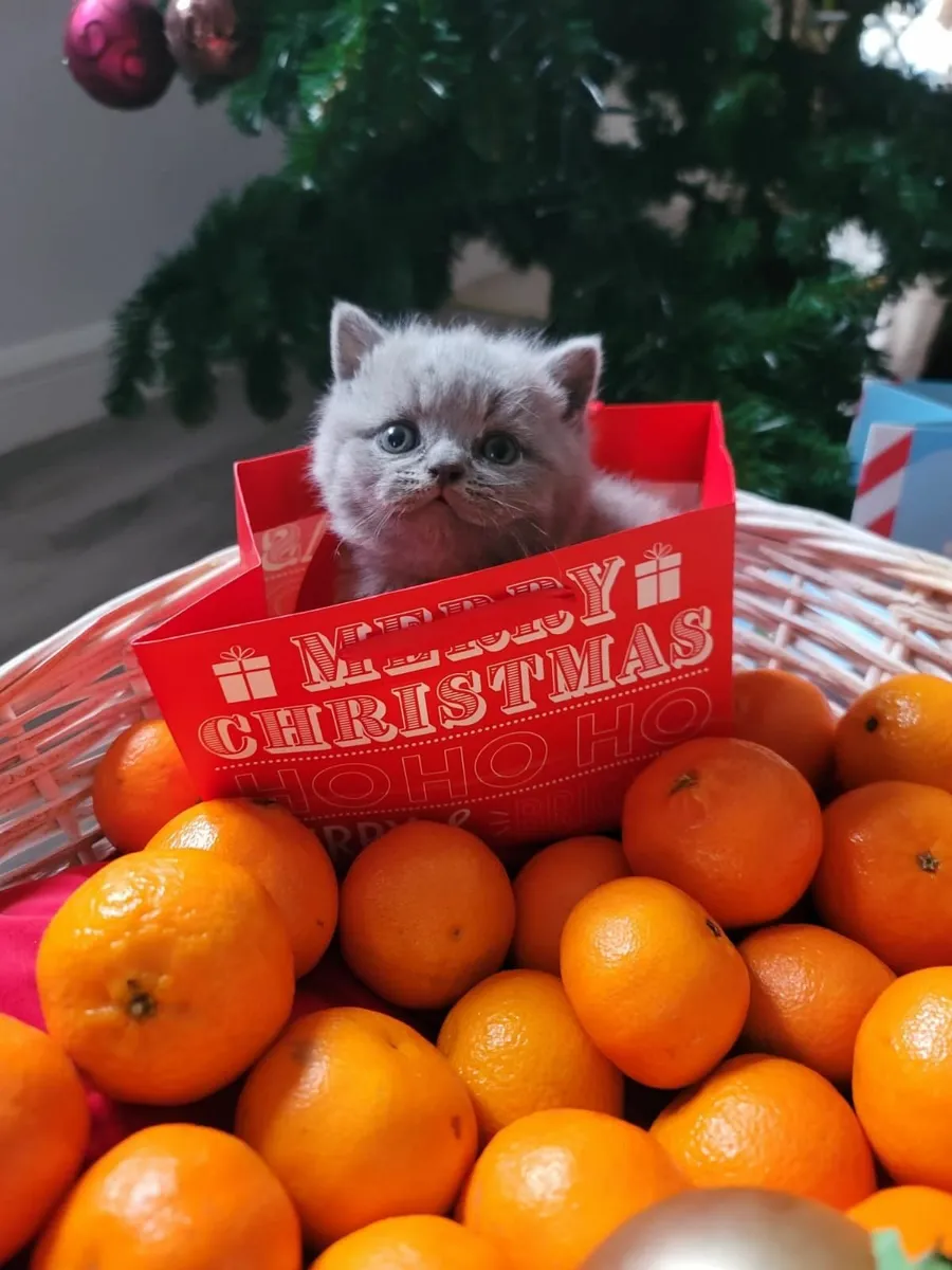 Amazing Purebred British and Scottish fold kittens - Image 2