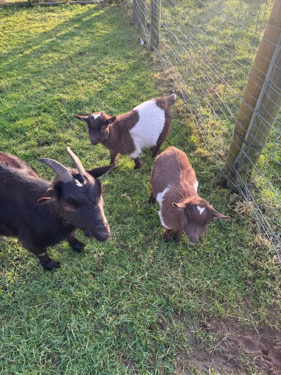 Pygmy Nanny and Kids - Image 2