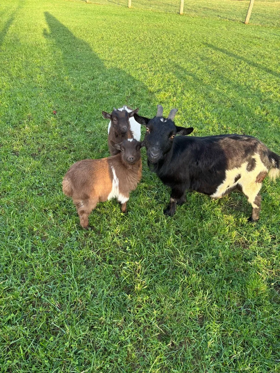 Pygmy Nanny and Kids - Image 1