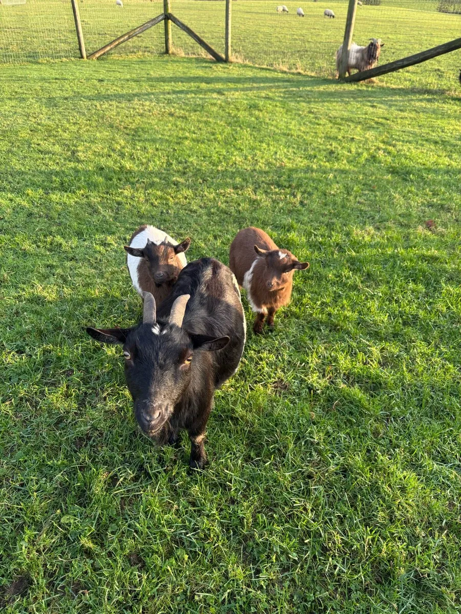 Pygmy Nanny and Kids - Image 3