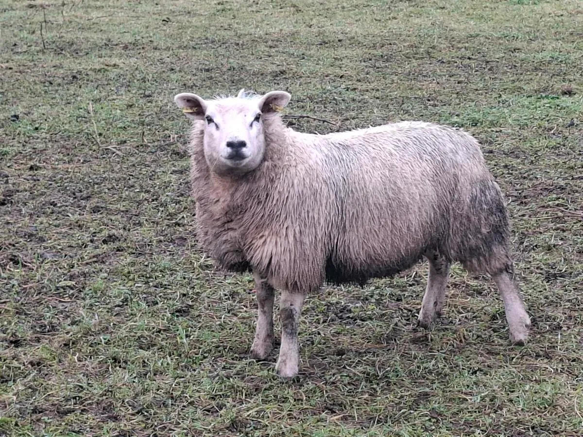 10 Breeding Ewe Lambs - Image 1