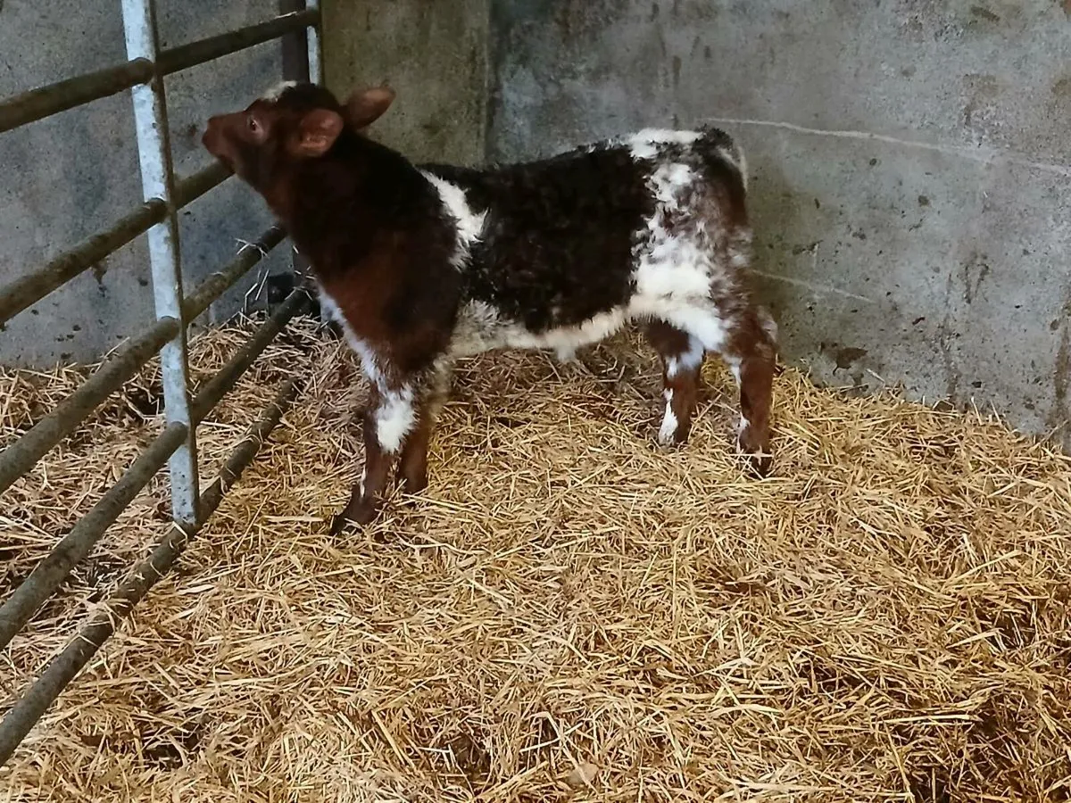 CHRISTMAS  CRACKER RONE HEIFER CALF - Image 1