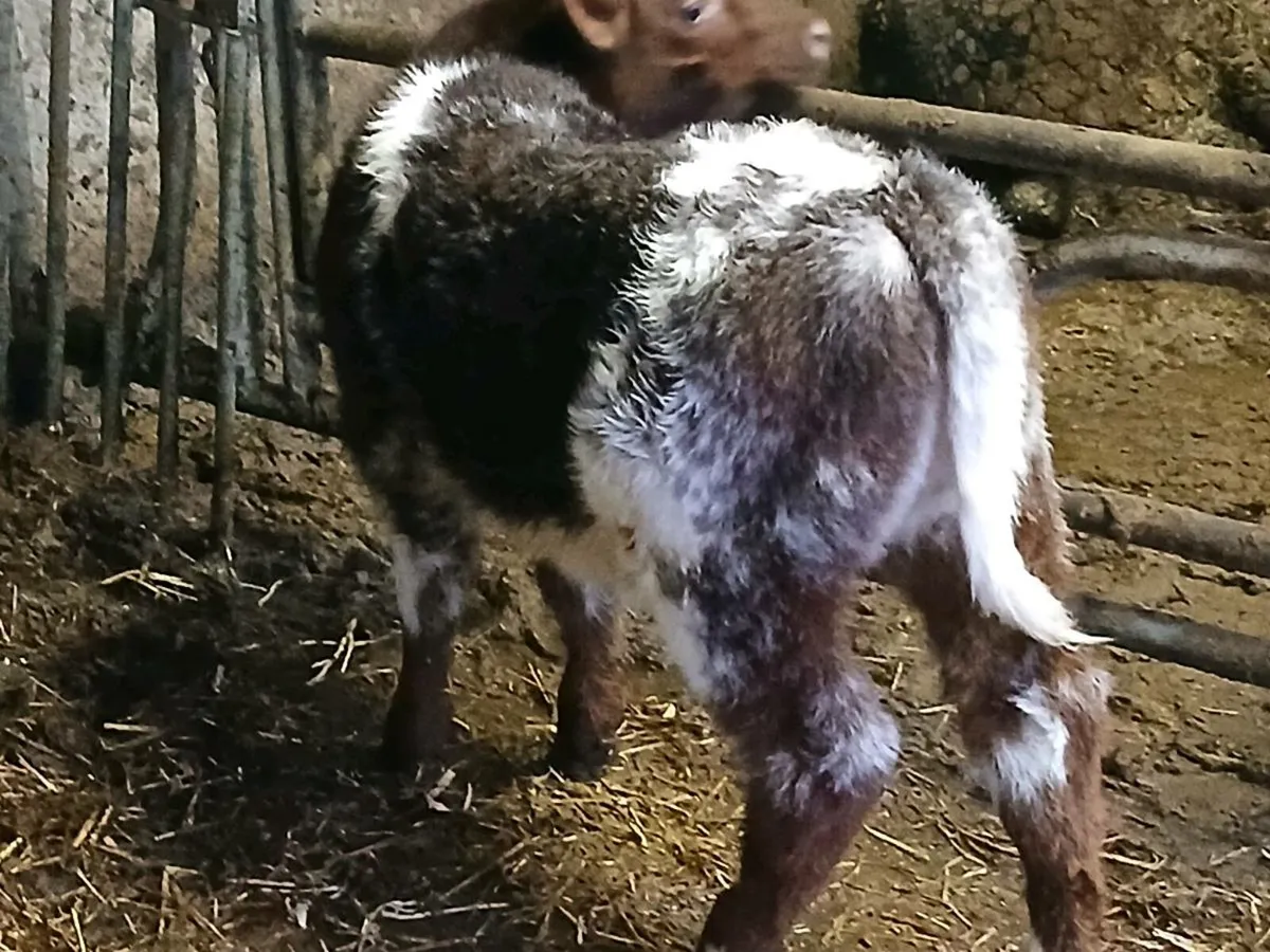 CHRISTMAS  CRACKER RONE HEIFER CALF - Image 2