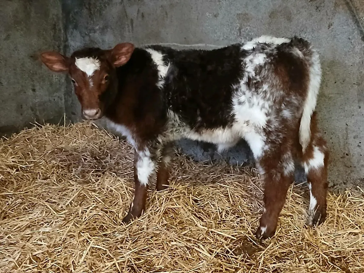 CHRISTMAS  CRACKER RONE HEIFER CALF - Image 3
