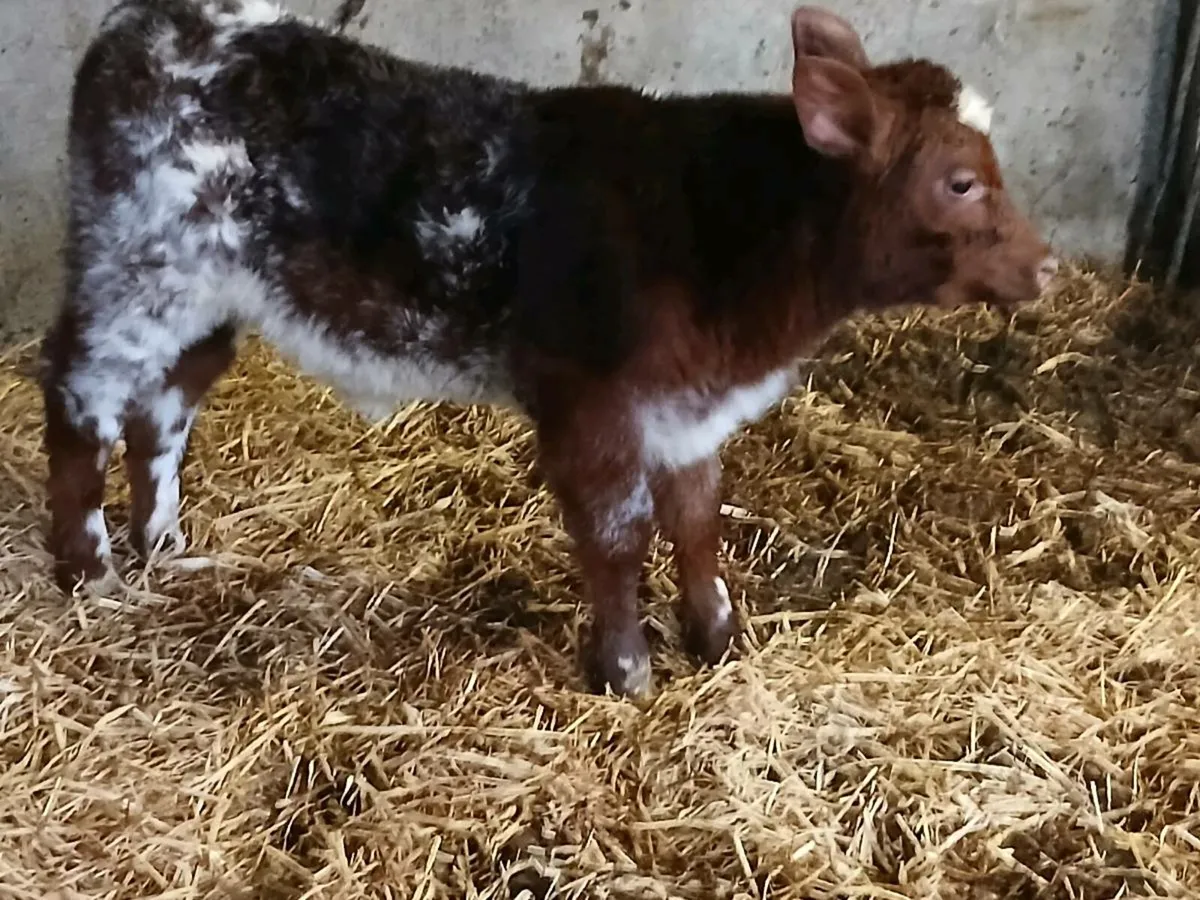 CHRISTMAS  CRACKER RONE HEIFER CALF - Image 4