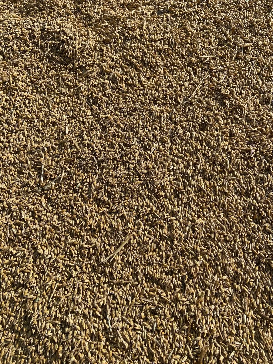 Organic Grain - Image 2