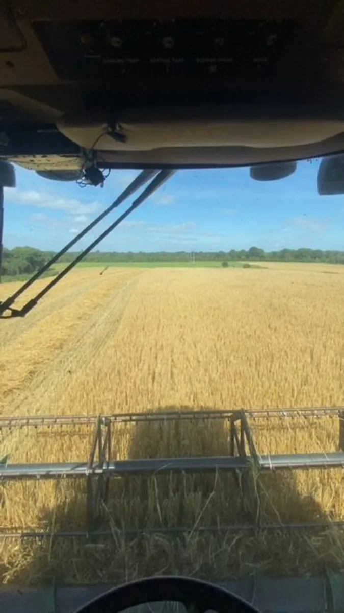 Organic Grain - Image 3