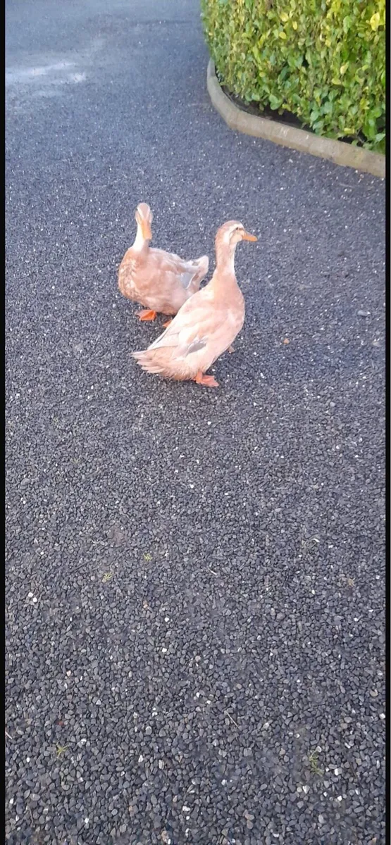 Ducks - Image 2