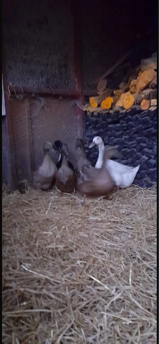 Ducks - Image 4