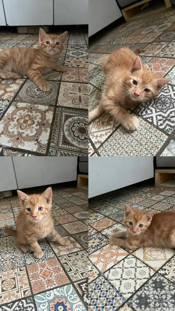 Ginger kittens - Image 2