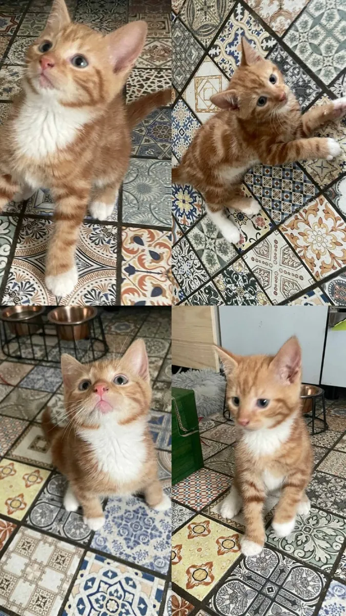 Ginger kittens - Image 3