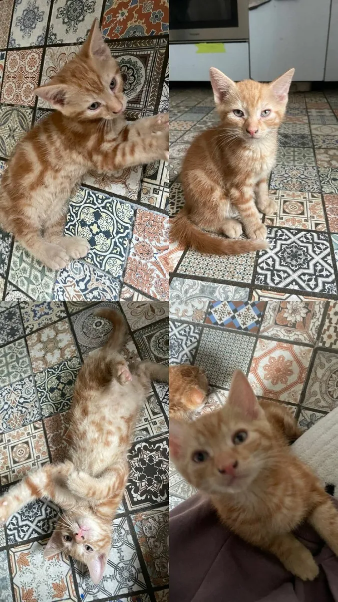 Ginger kittens - Image 4