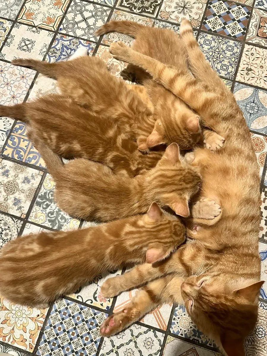 Ginger kittens - Image 1