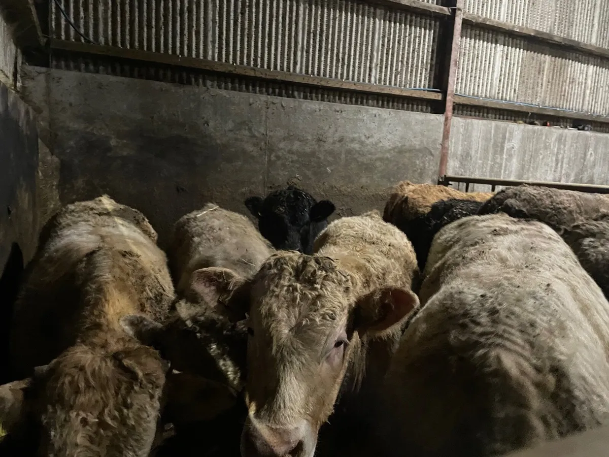 8 Charolais-2 Limousin Bull Beef - Image 1